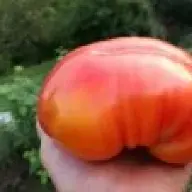 Gelma