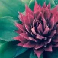 Flower´76