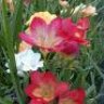 Freesia