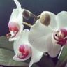 Orchidee28