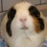 Cavia