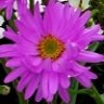 Aster 3