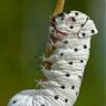 Schmetterling