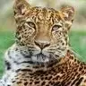 Leopard43