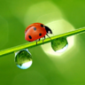 Lady_Bug