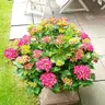 Garten_Freund89