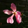 mutabilis