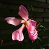 mutabilis