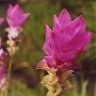 curcuma