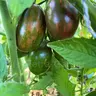 Gartenomi