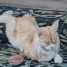 Stillleben-mit-Katze