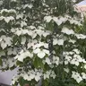 Cornusela
