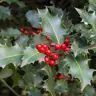 Ilex90