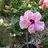 Florirose