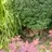 Gartenfan59