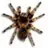 spider10