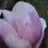 flowerpott