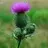 schottischedistel