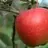 Braeburn