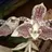 Stanhopea