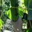 agrotron