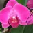 orchide blanche