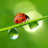 Lady_Bug