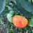 Gartenfreund9999