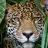 Junglecat