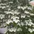 Cornusela