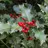 Ilex90