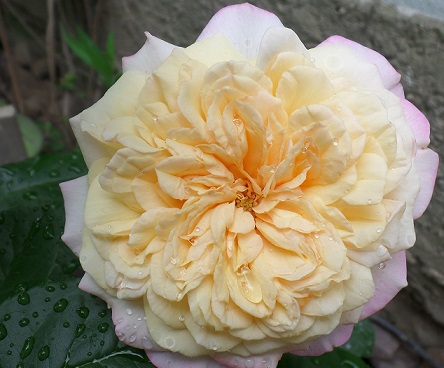 15491807qc.jpg