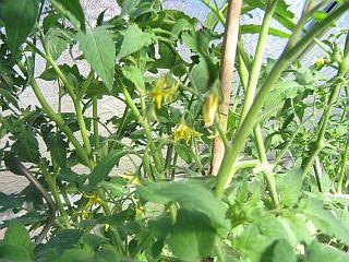 bjux10embrj6rovf2.jpg