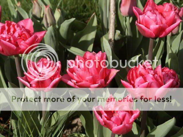 130407TulpenblhenundWiesenblumenvor.jpg