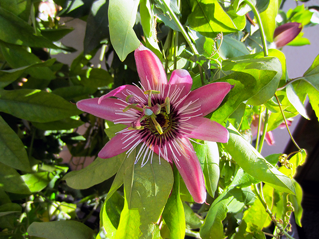 passiflora_15.10.18urc3q.jpg