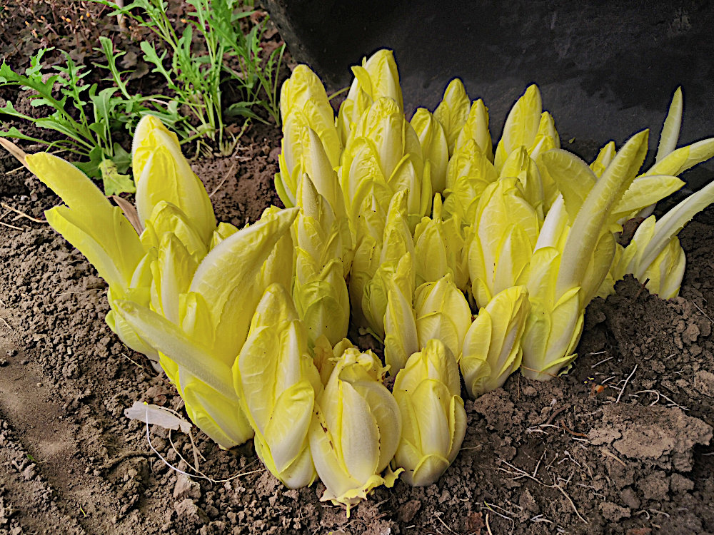 chicoree_12.05.26.jpg