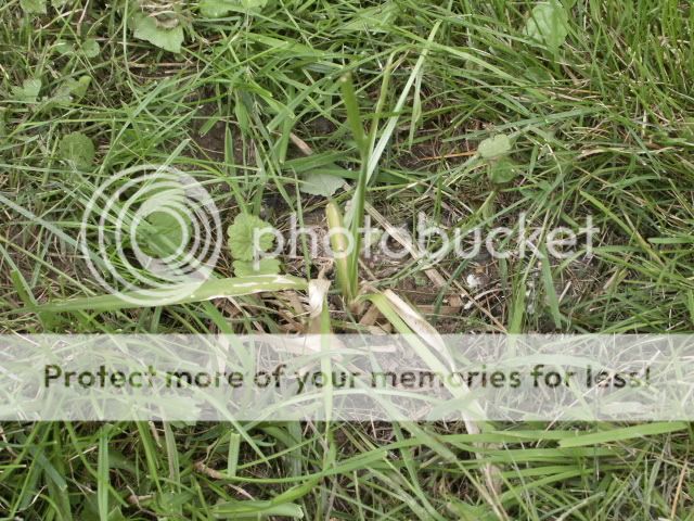 TomatenundanderesimGartenam23062006.jpg