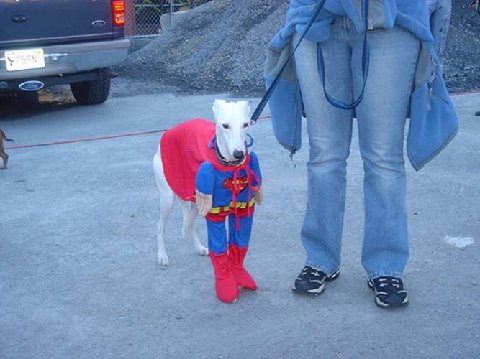 superman_dog.jpg