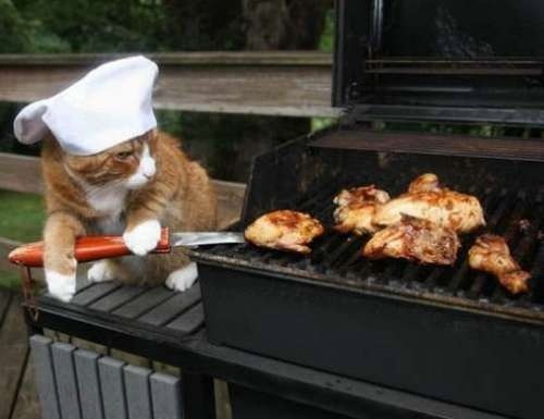 BBQ_CAT.JPG