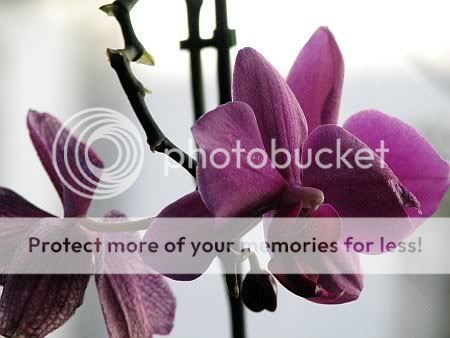 B1280-Orchidee_04_violett_13-01-200.jpg