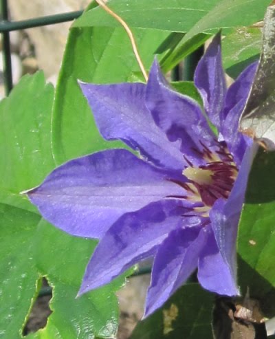 Clematis03.jpg