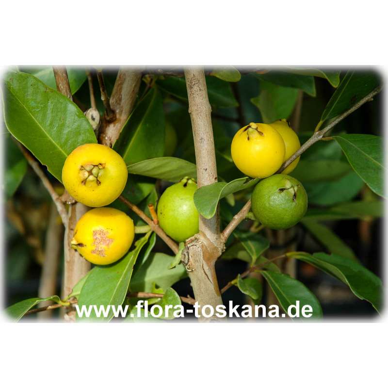 www.flora-toskana.com