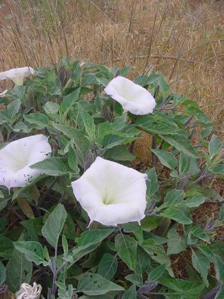 datura.jpg