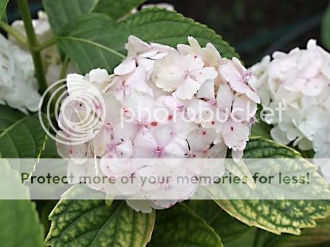 Hortensie-1.jpg