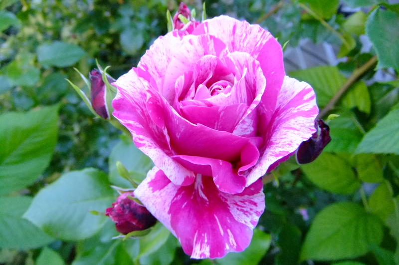 29548203dp.jpg