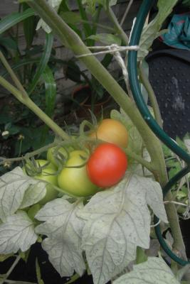 Tomaten-im-Kuebel.jpg