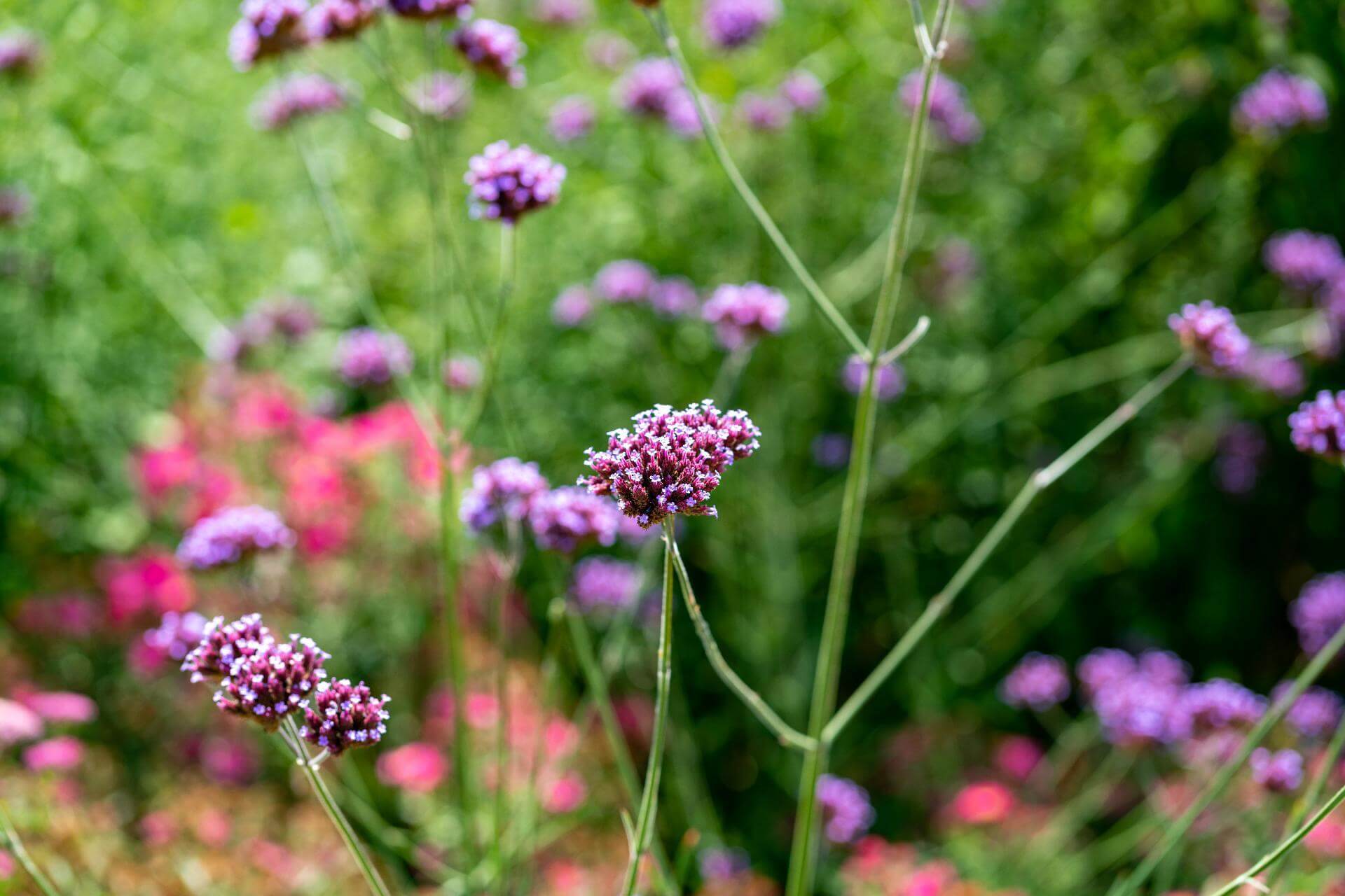 www.naturadb.de