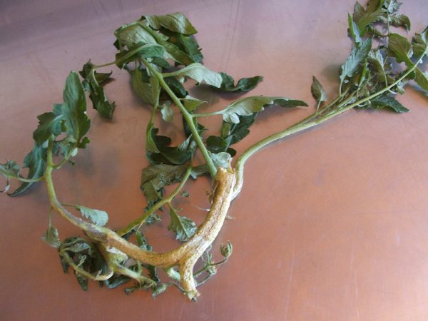 5_maladie20tomate20client20coeur20de20boeuf208_07_2010204_1.jpg