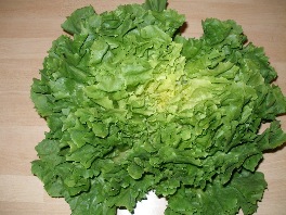 endivien-salat-00.jpg