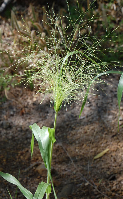 panicum_capillare.jpg